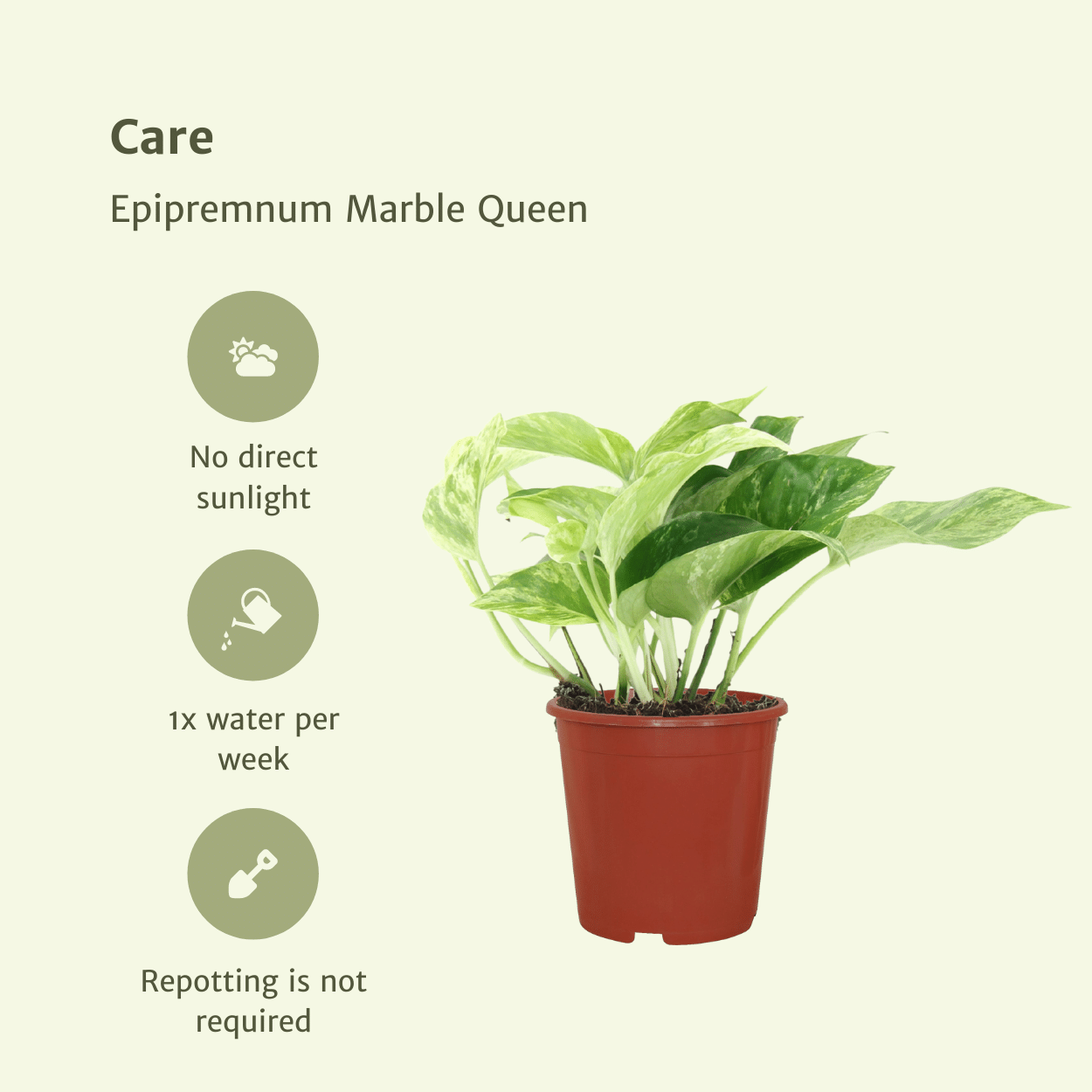 Epipremnum Marble Queen - 4 stuks (10288)