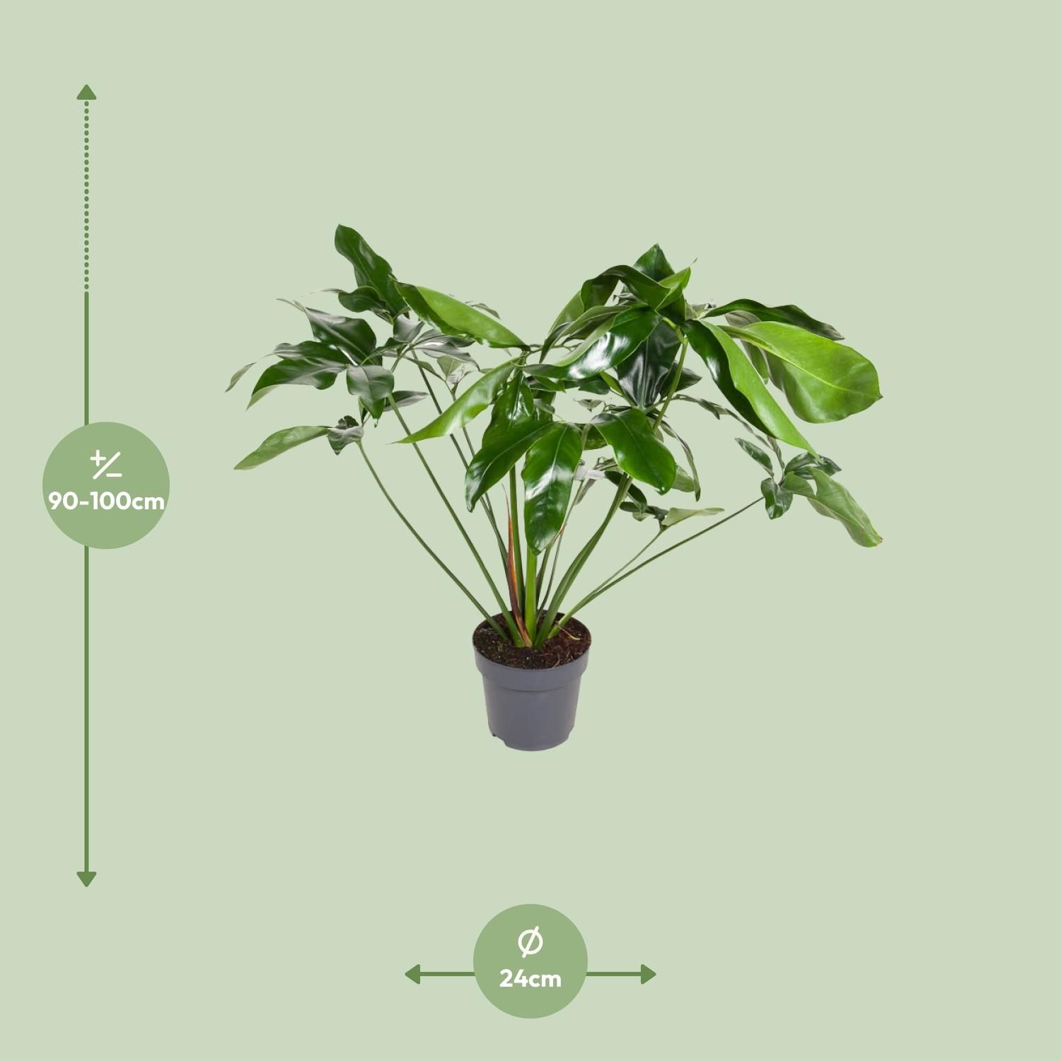 Philodendron Green Wonder (12103)