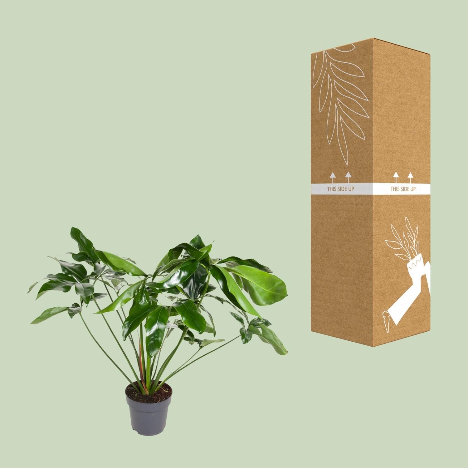Philodendron Green Wonder (12103)