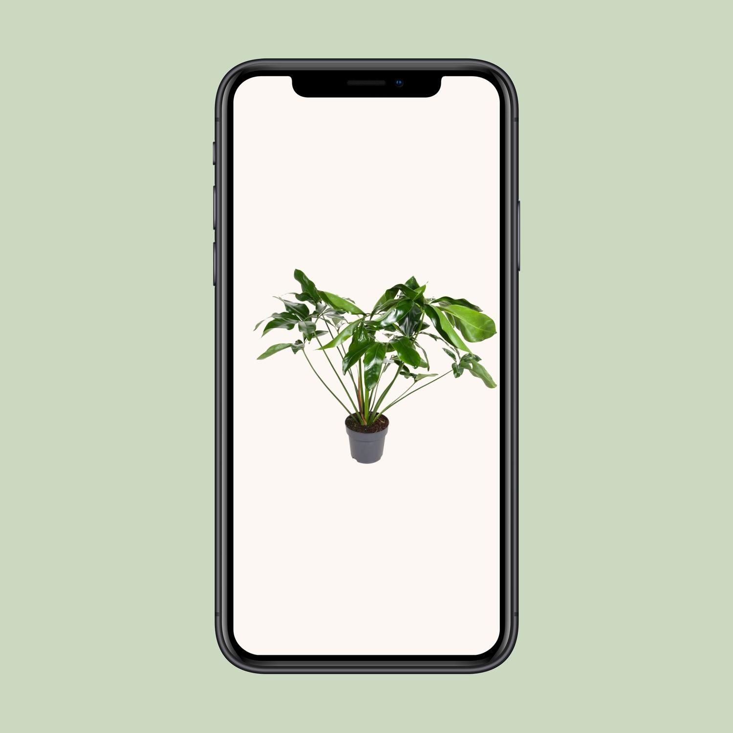 Philodendron Green Wonder (12103)