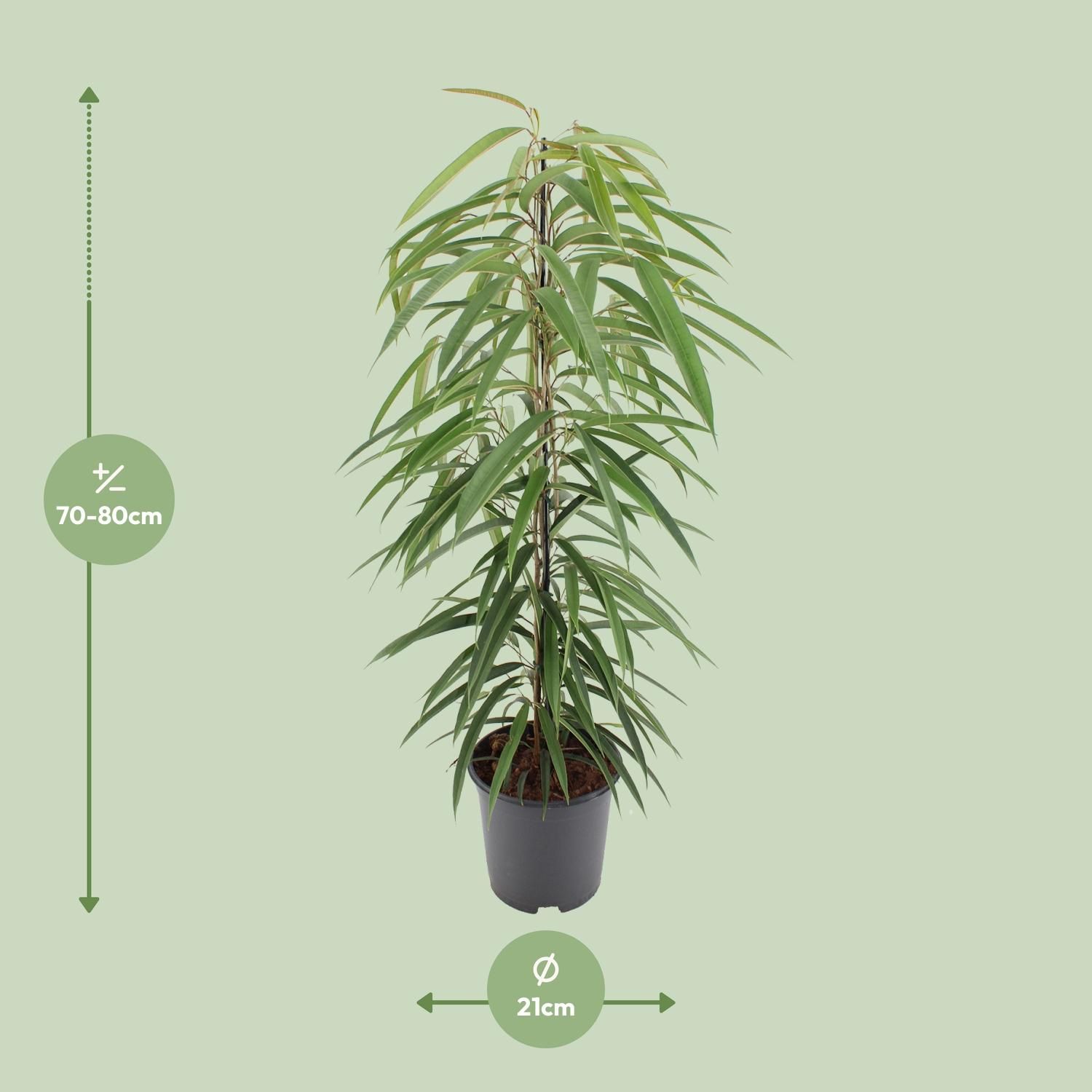 Ficus Binnendijkii Alii (10294)