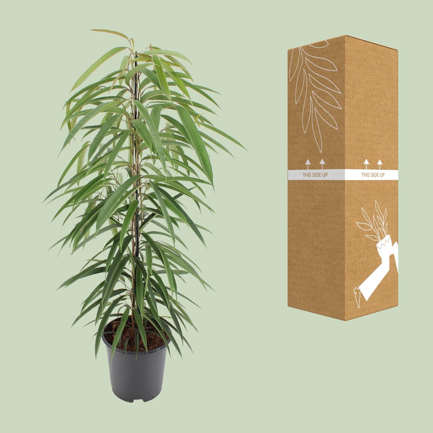 Ficus Binnendijkii Alii (10294)
