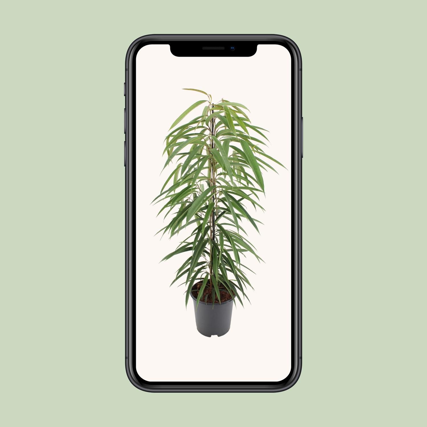 Ficus Binnendijkii Alii (10294)