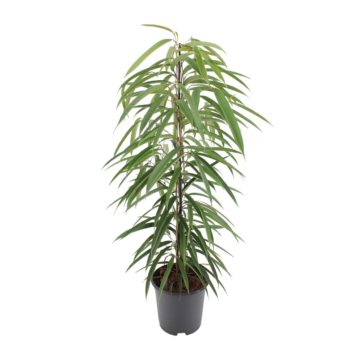 Ficus Binnendijkii Alii (10294)
