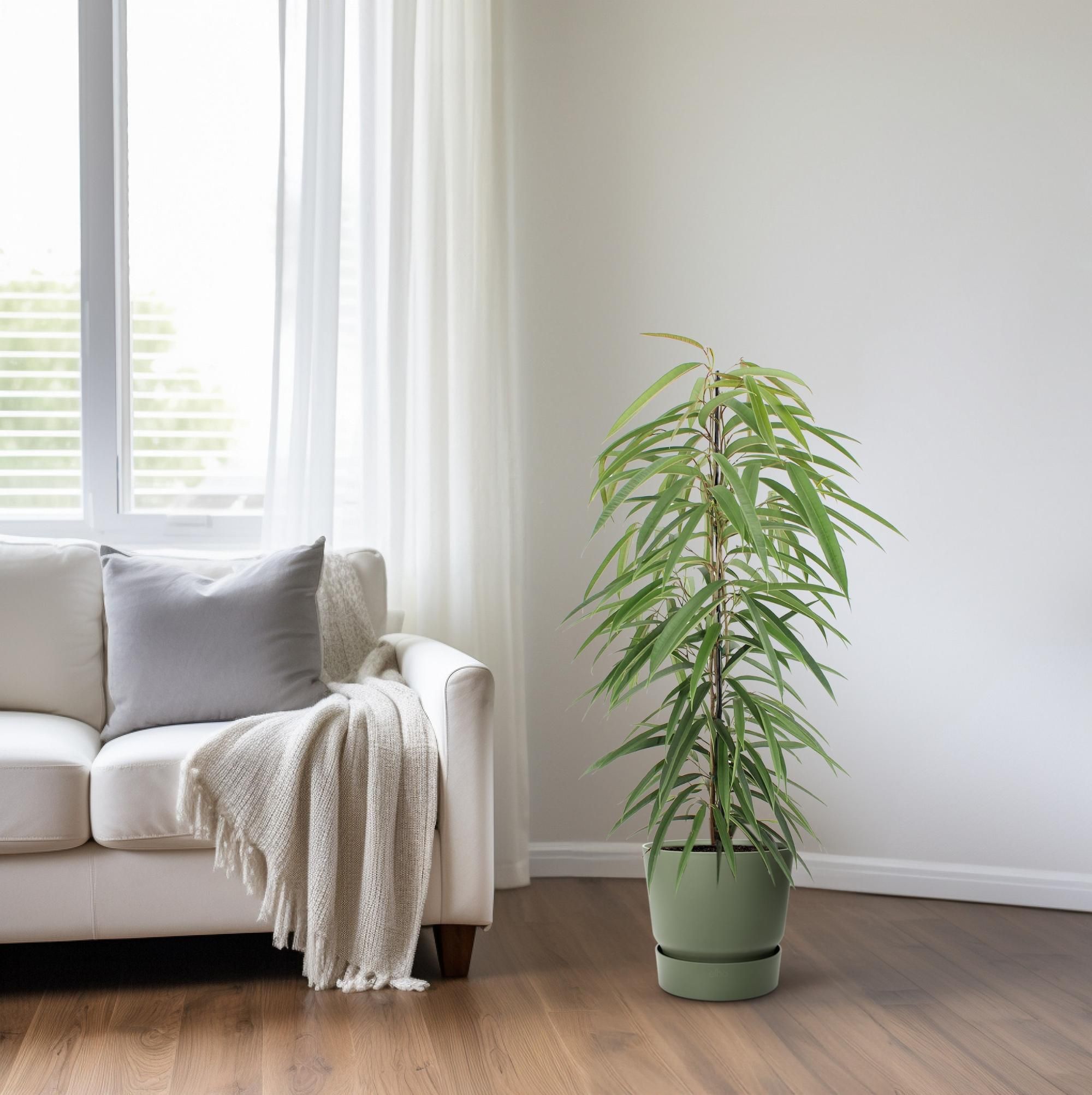 Ficus Binnendijkii Alii (10294)