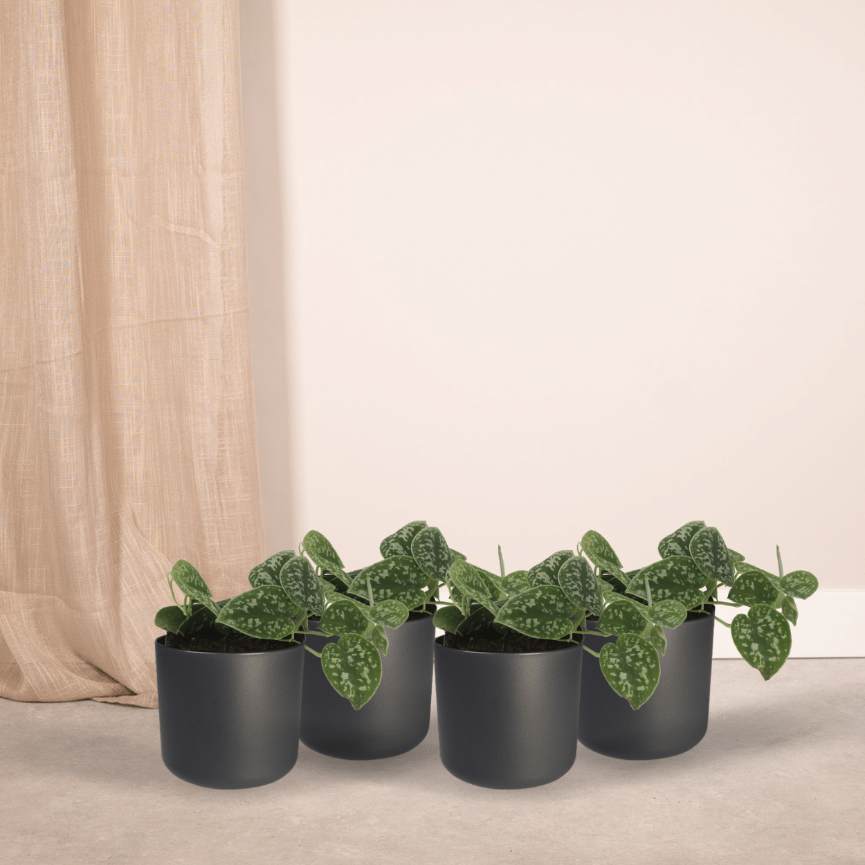 4x Scindapsus Pictus - Epipremnum - 15cm - ø12 (10290)