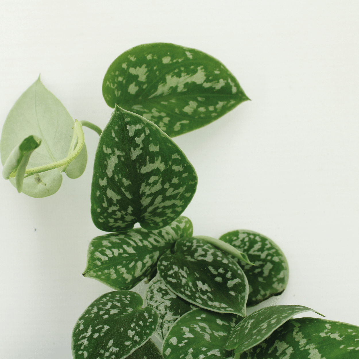 4x Scindapsus Pictus - Epipremnum - 15cm - ø12 (10290)