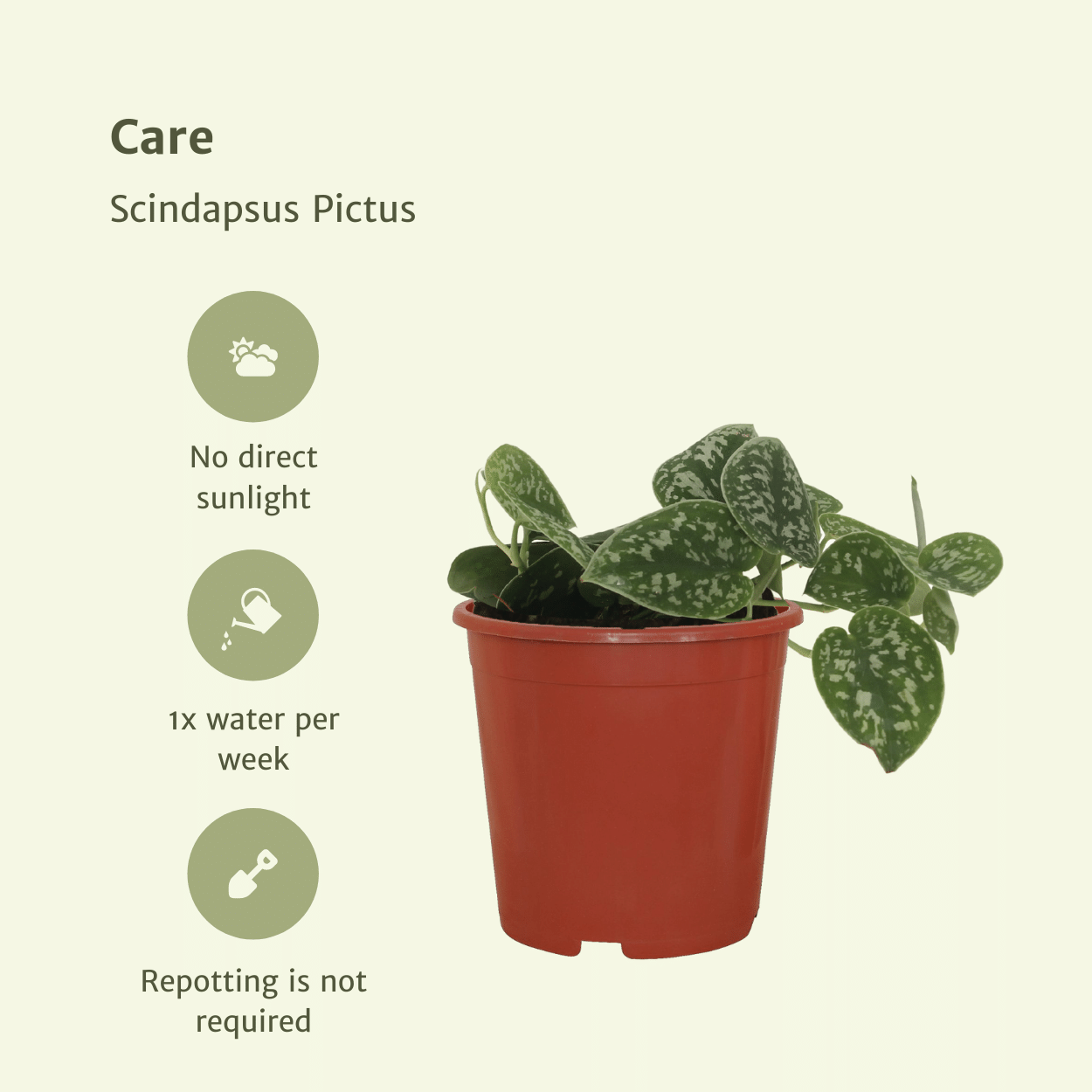 4x Scindapsus Pictus - Epipremnum - 15cm - ø12 (10290)
