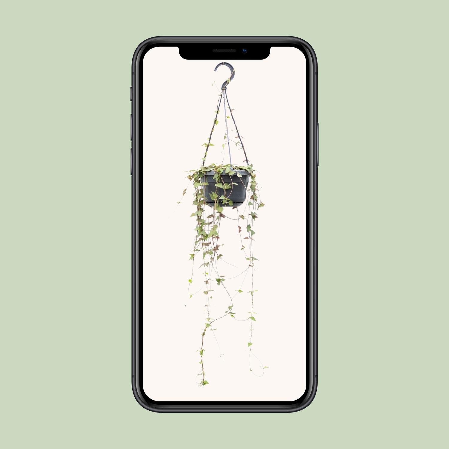 Ceropegia Linearis Remy (12498)