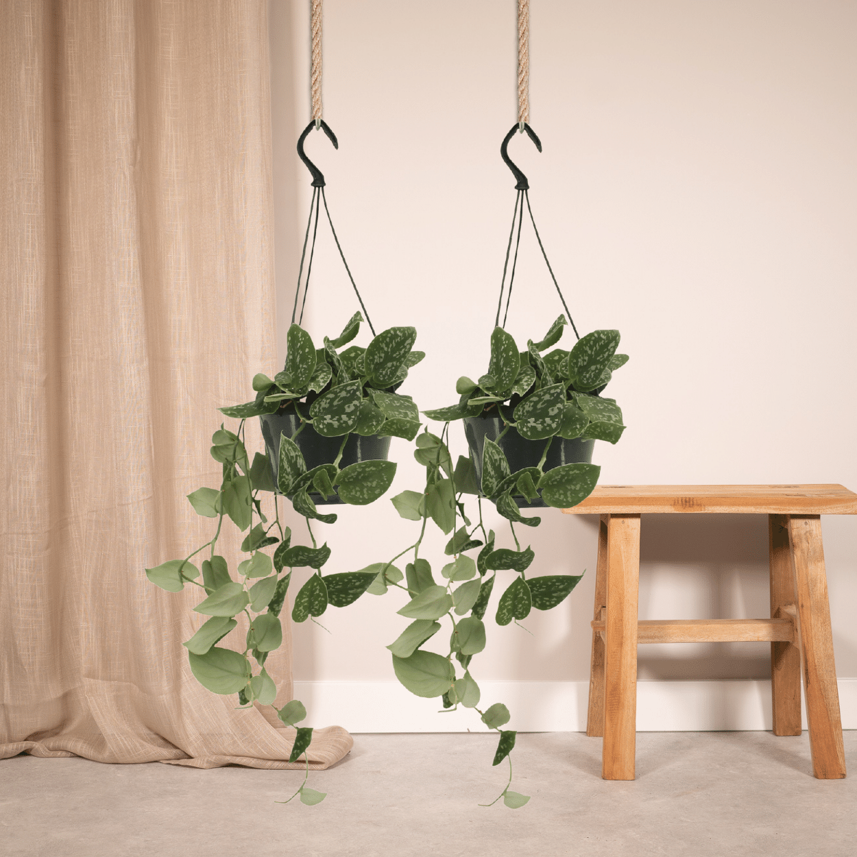 Scindapsus Pictus (Epipremnum) - 2 stuks (10278)