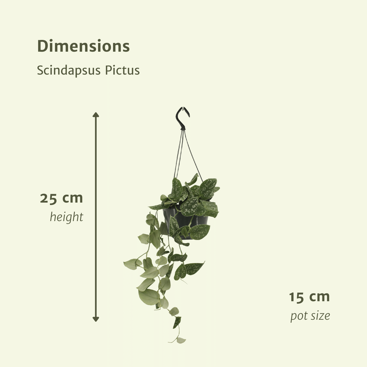 Scindapsus Pictus (Epipremnum) - 2 stuks (10278)