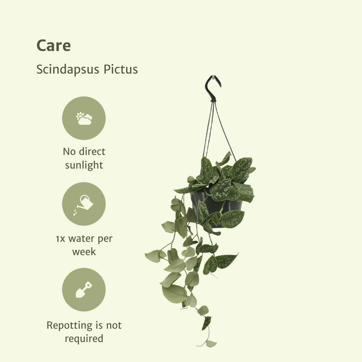 Scindapsus Pictus (Epipremnum) - 2 stuks (10278)