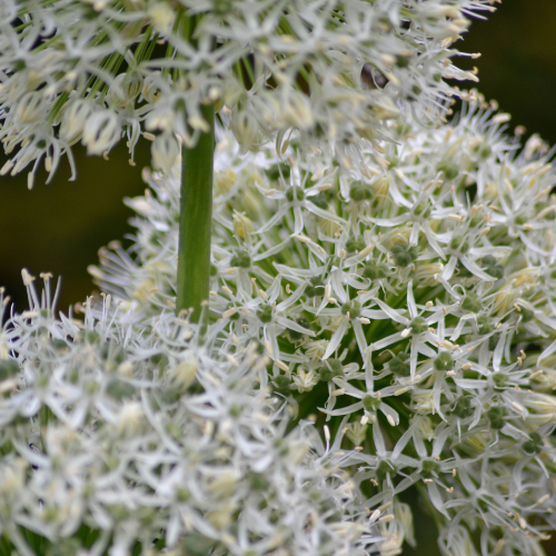 Kh bloembollen White Giant - Allium bollen 5 stuks (08720256864608)