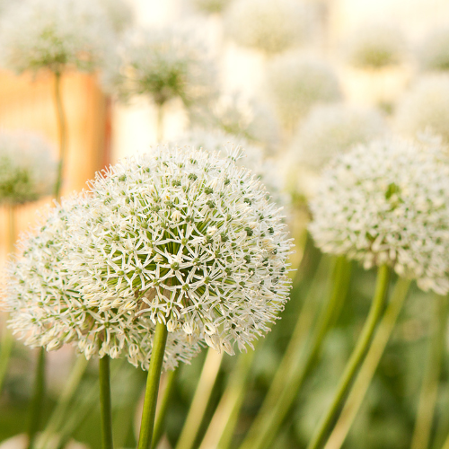 Kh bloembollen White Giant - Allium bollen 5 stuks (08720256864608)