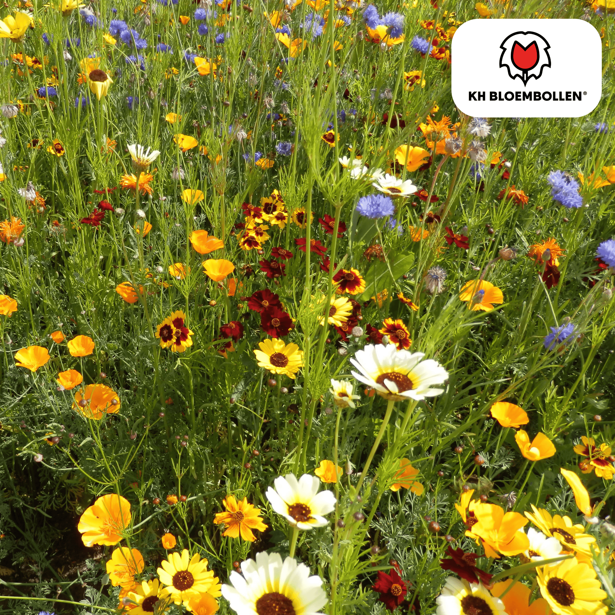 Kh bloembollen Wilde Bloemenzaad Mengsel – 100 gram | Goed voor Bijen, Vlinders & Biodiversiteit | ± 30–50 m² (51286)
