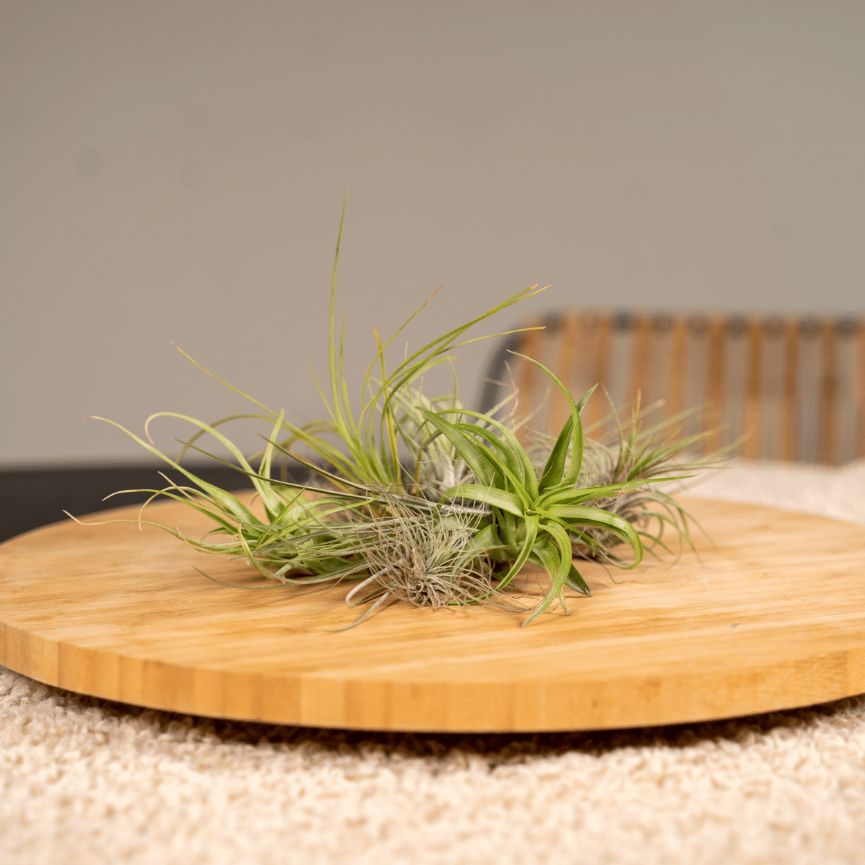 Tillandsia Air mix - 10 stuks - 6 cm - ø6 (10309)