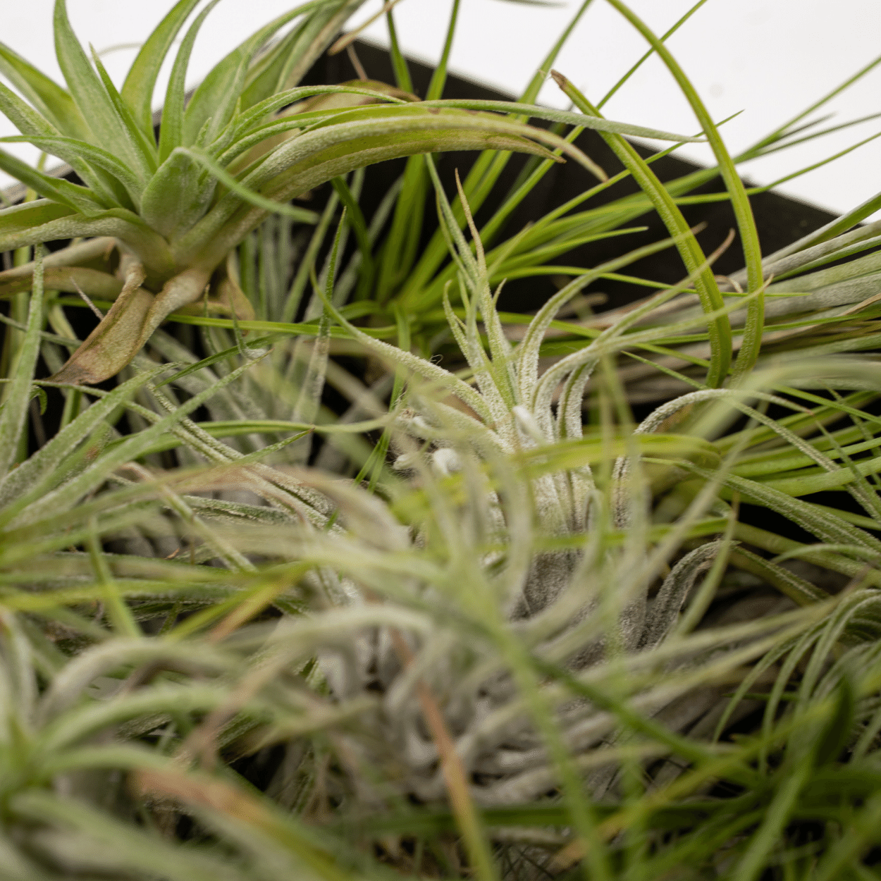 Tillandsia Air mix - 10 stuks - 6 cm - ø6 (10309)
