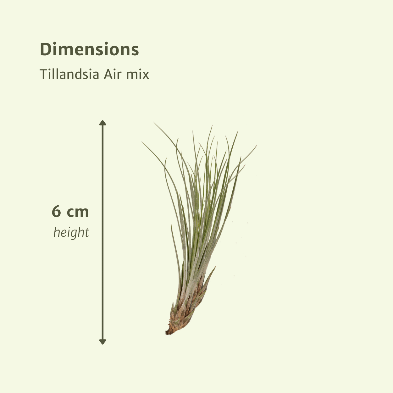 Tillandsia Air mix - 10 stuks - 6 cm - ø6 (10309)