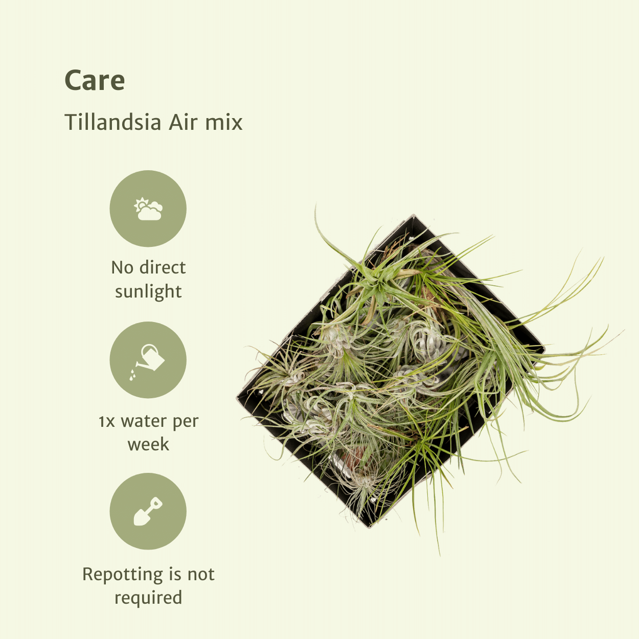 Tillandsia Air mix - 10 stuks - 6 cm - ø6 (10309)