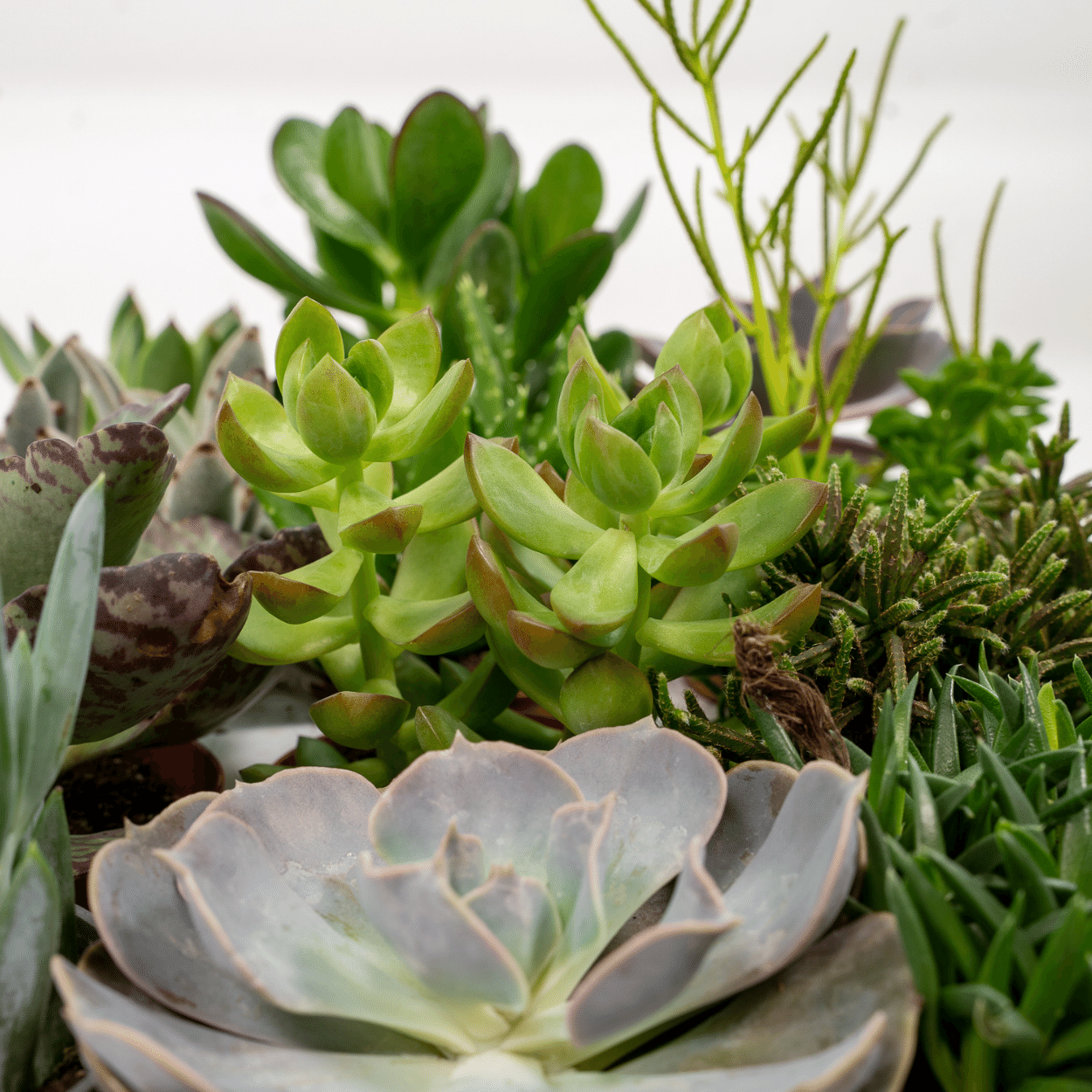 Succulenten Mix - 18 stuks - Ø8,5cm (10304)