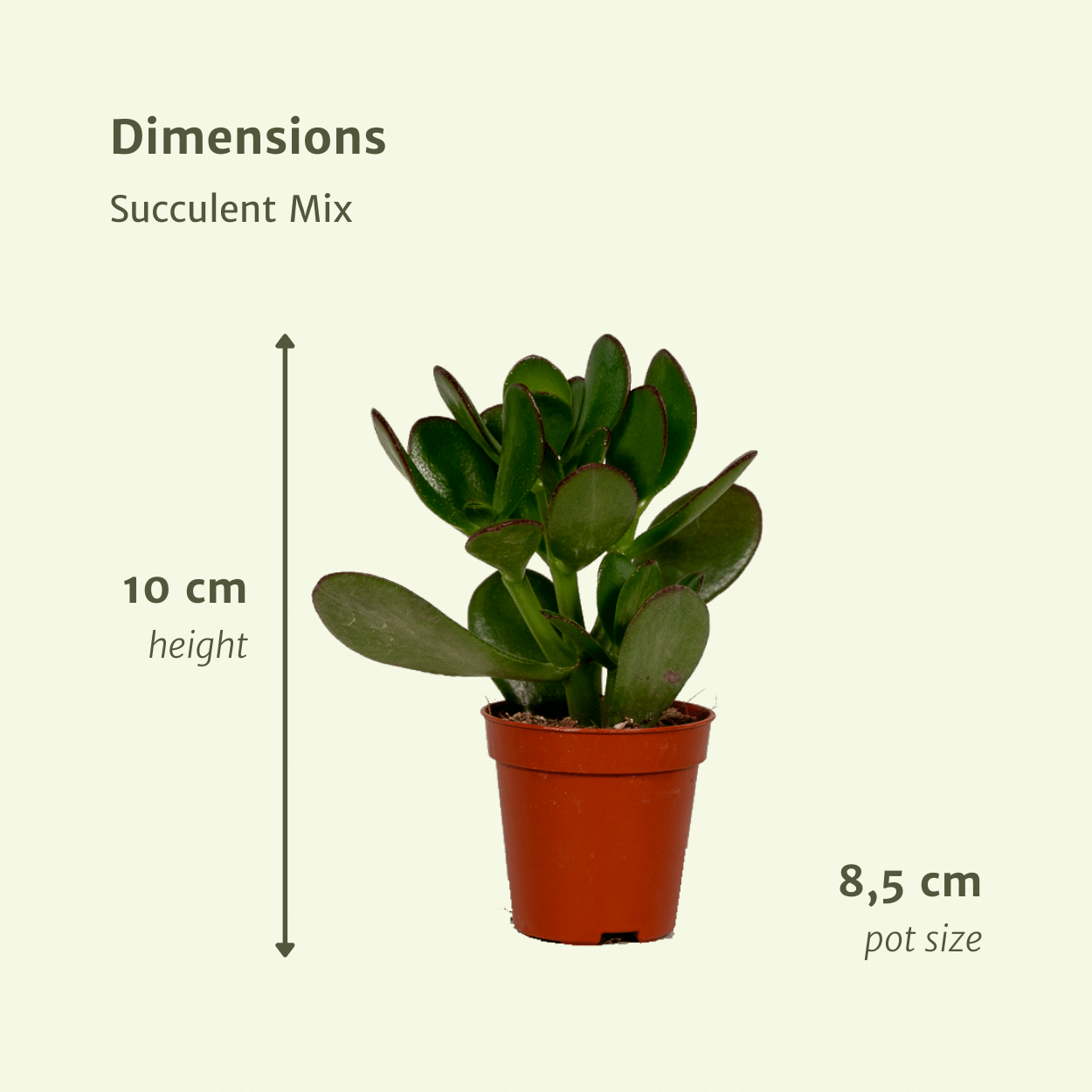 Succulenten Mix - 18 stuks - Ø8,5cm (10304)