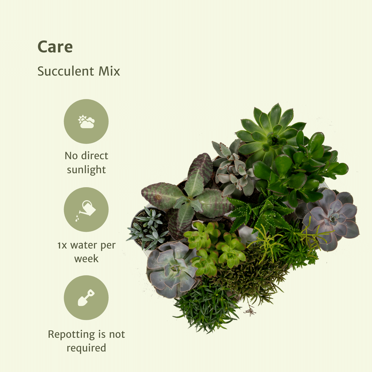 Succulenten Mix - 18 stuks - Ø8,5cm (10304)