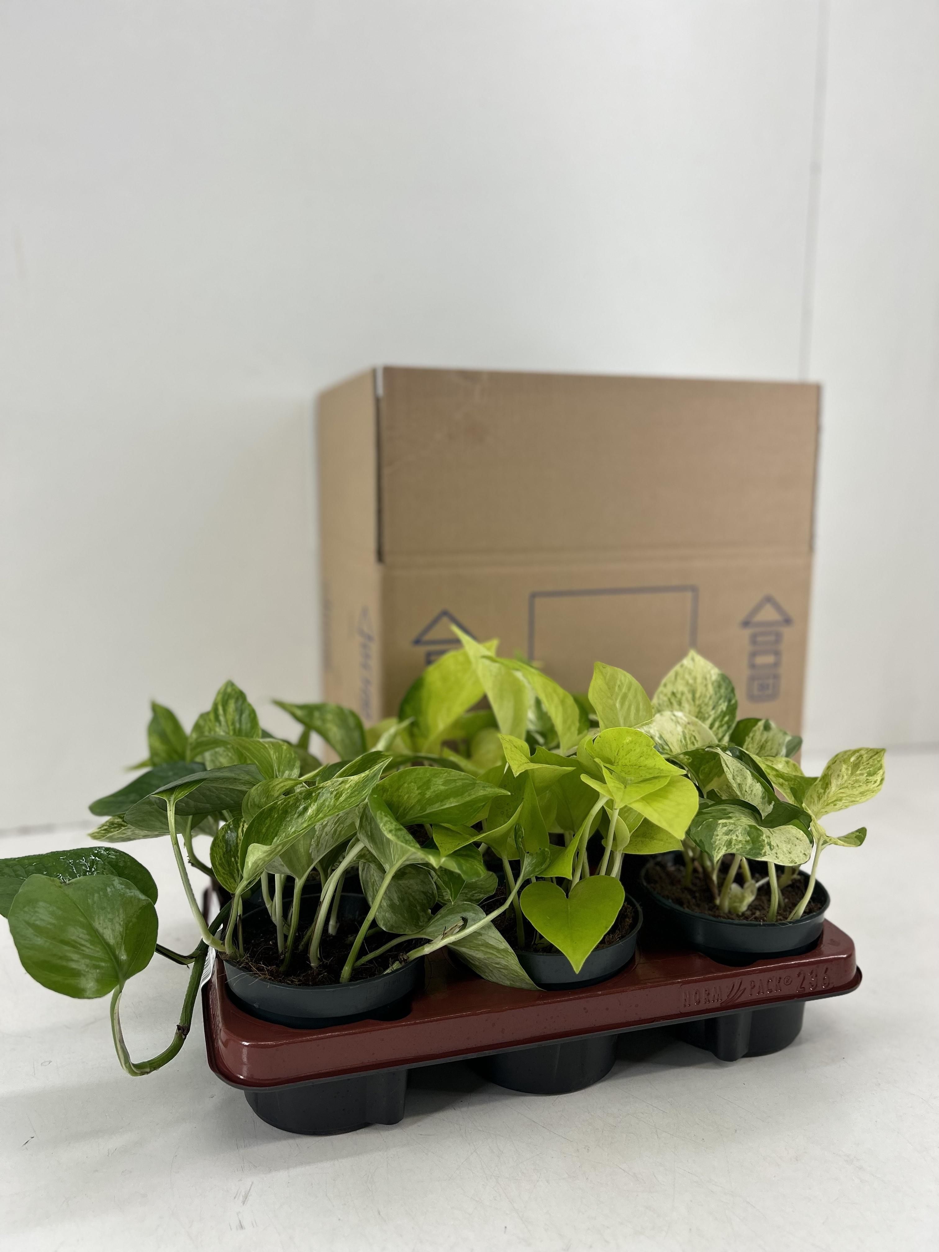 Epipremnum Mix - 6 stuks (10591)