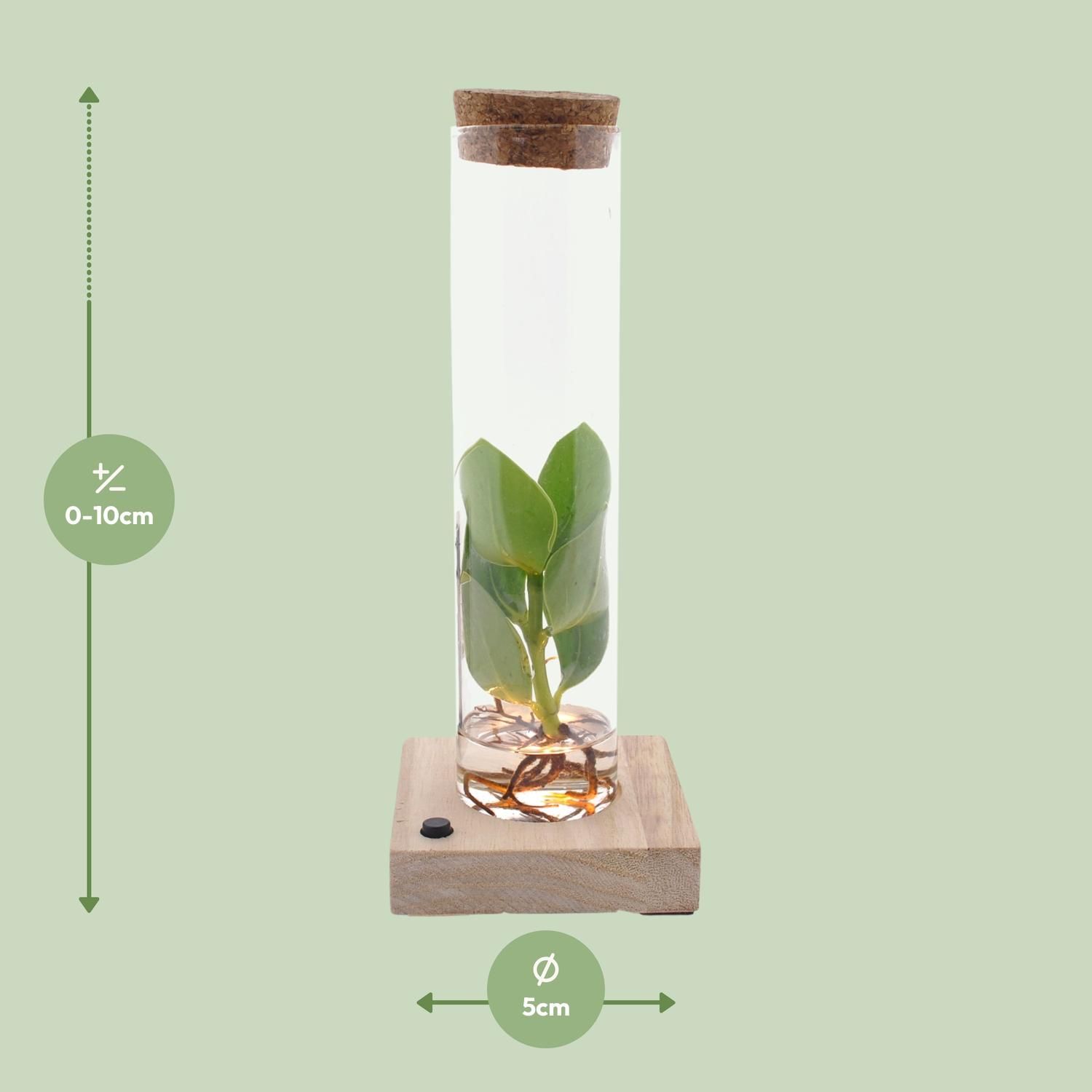 Clusia In Tube Glas + LED (11151)