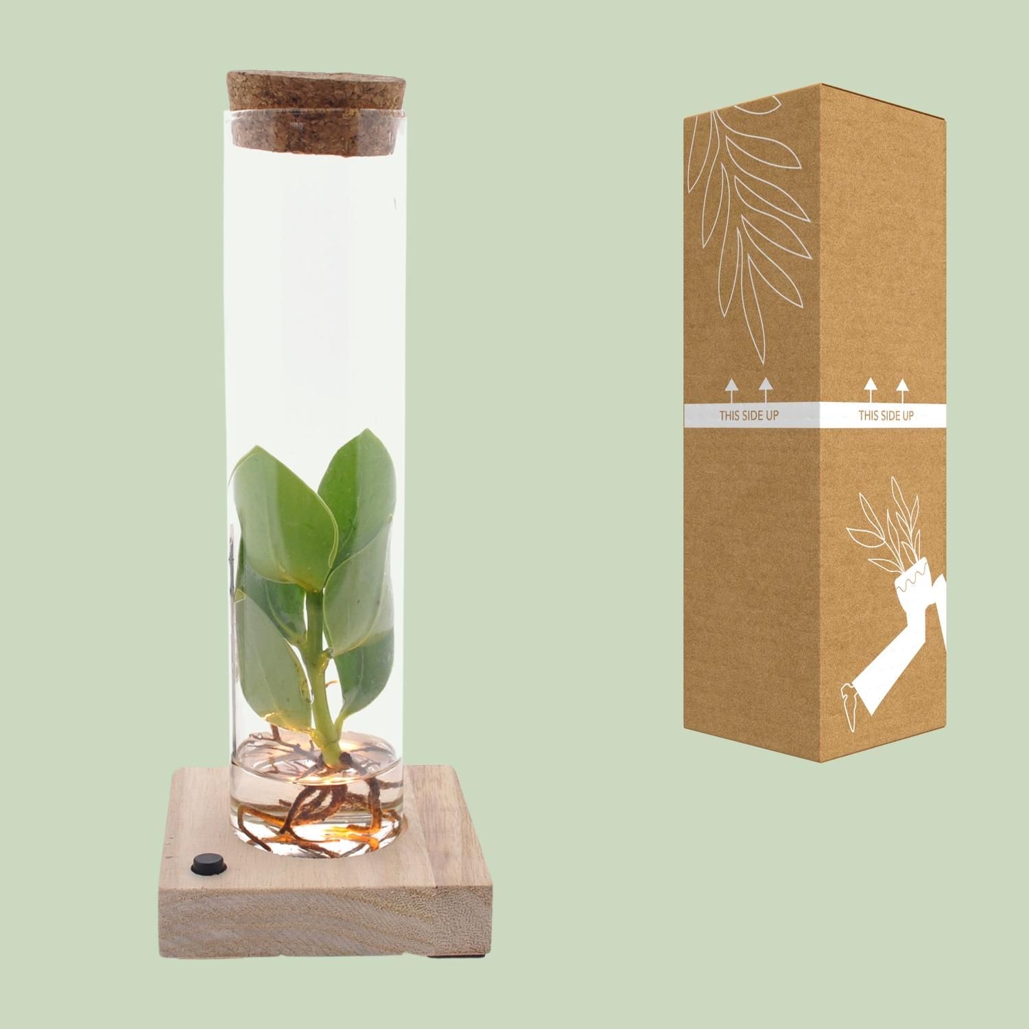 Clusia In Tube Glas + LED (11151)