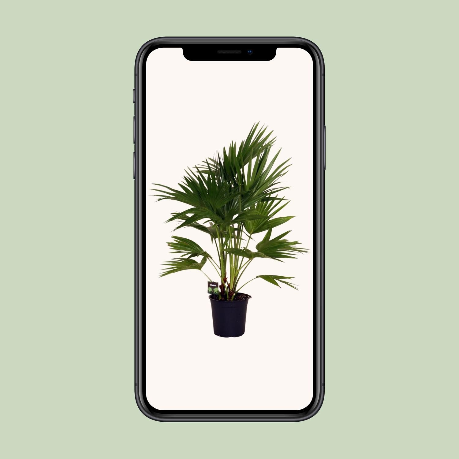 Livistona Chinensis (11931)