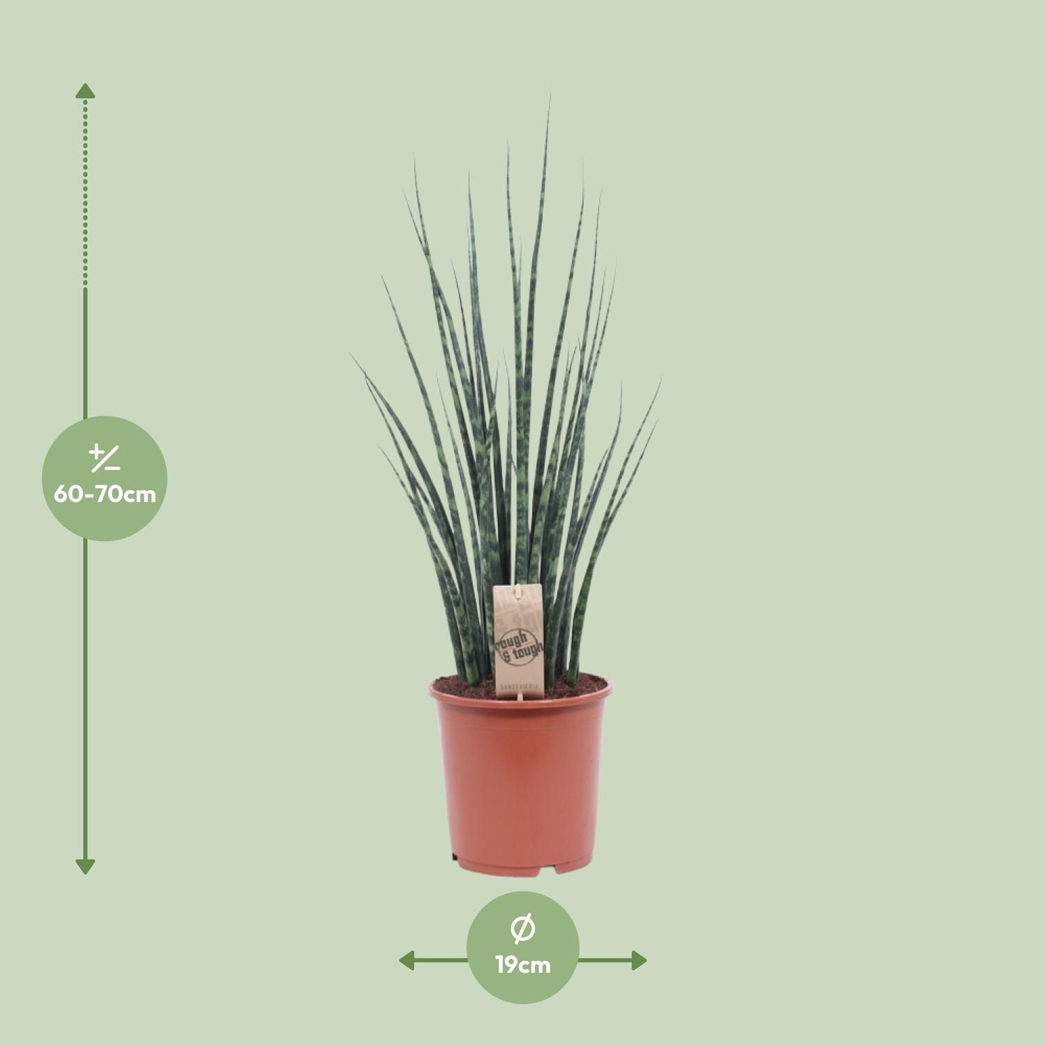 Sansevieria Fernwood Mikado (10215)