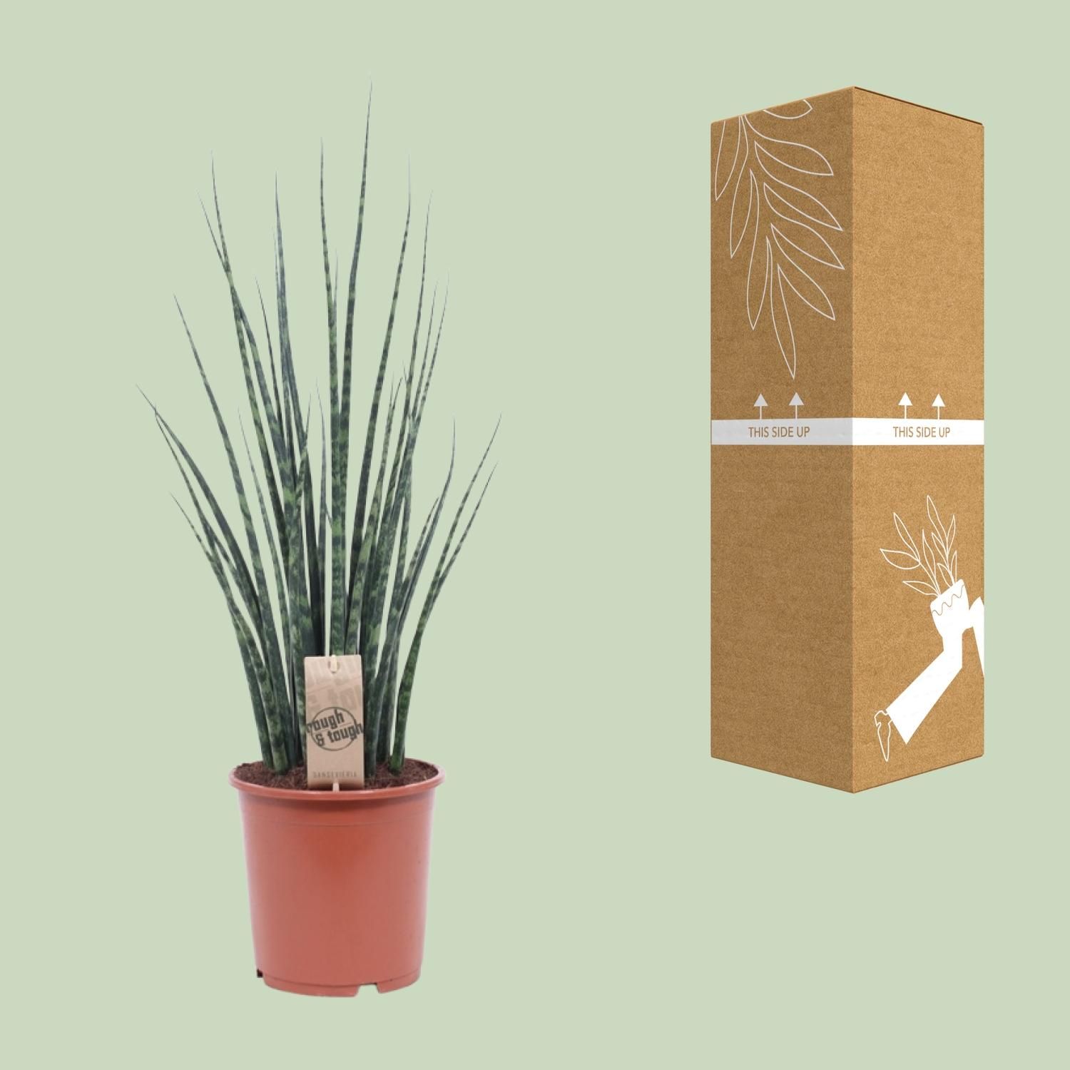 Sansevieria Fernwood Mikado (10215)