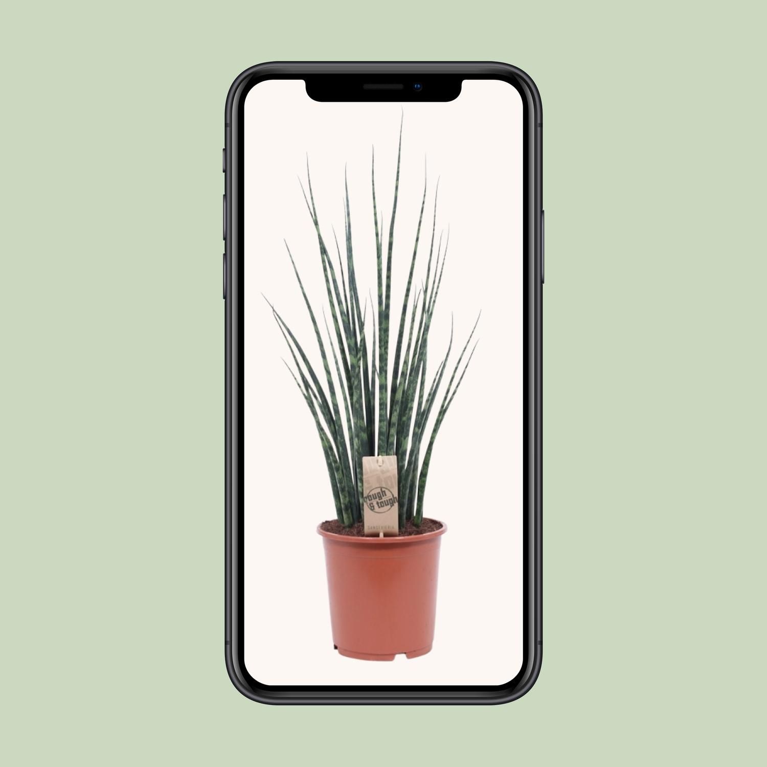 Sansevieria Fernwood Mikado (10215)