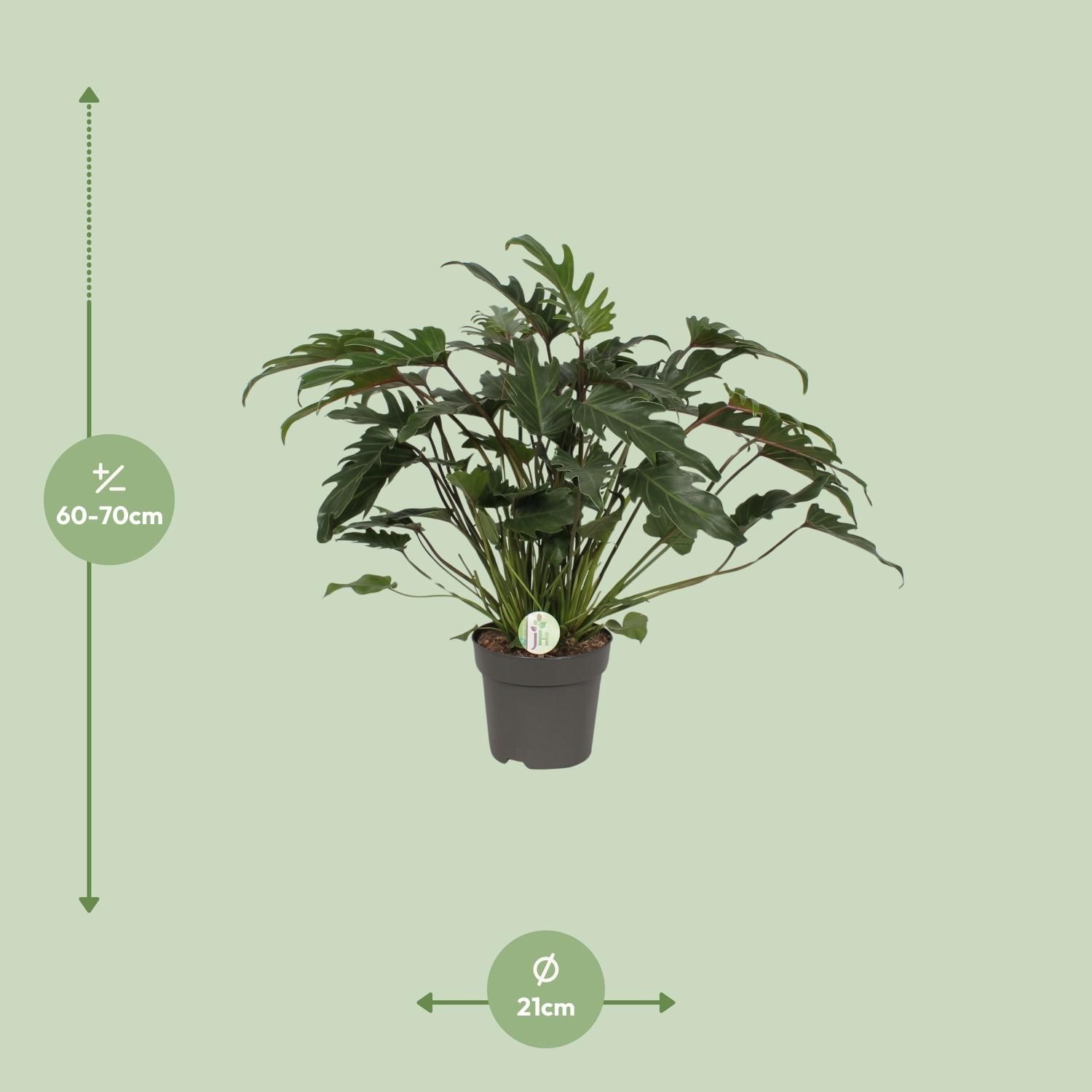 Philodendron Xanadu (9995)