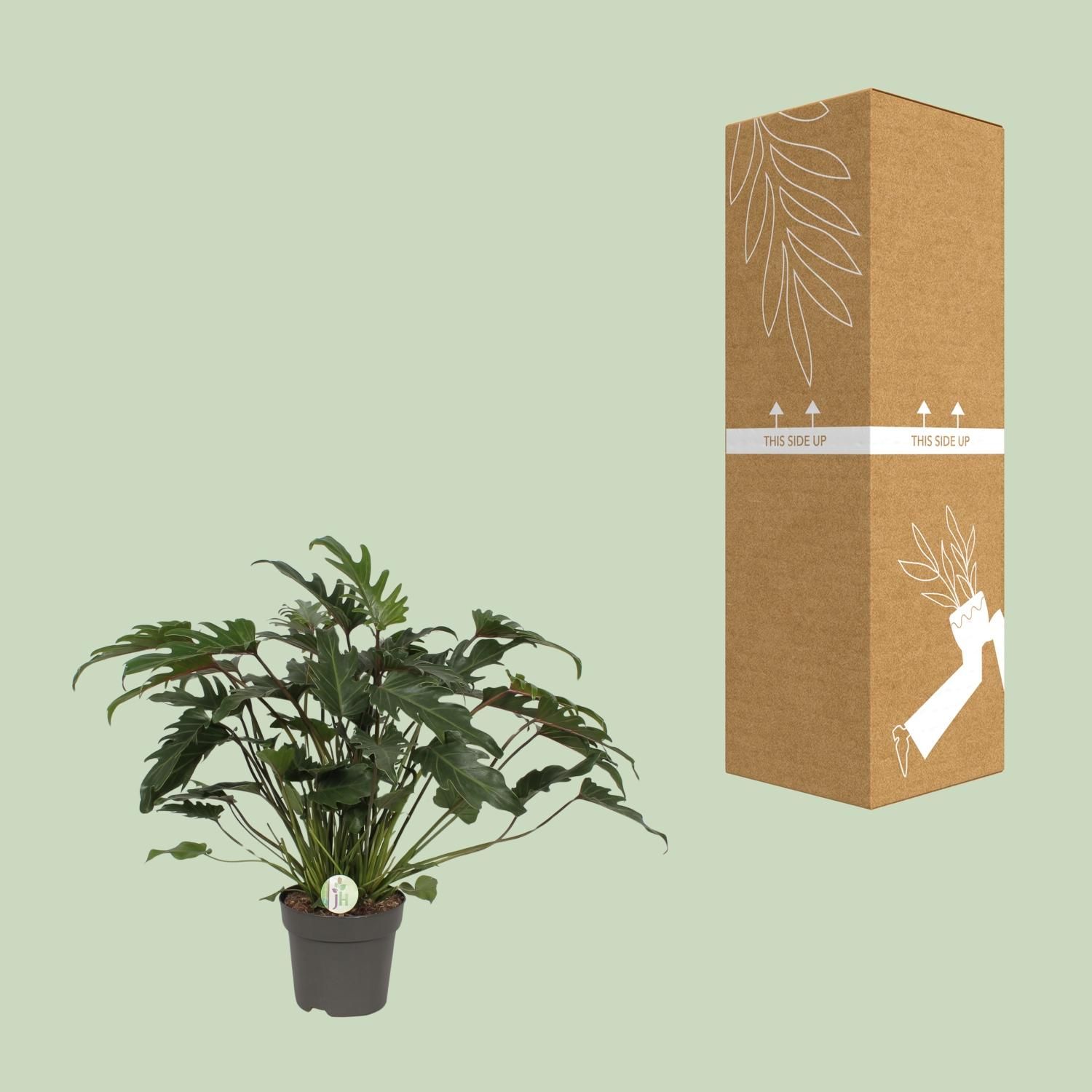 Philodendron Xanadu (9995)