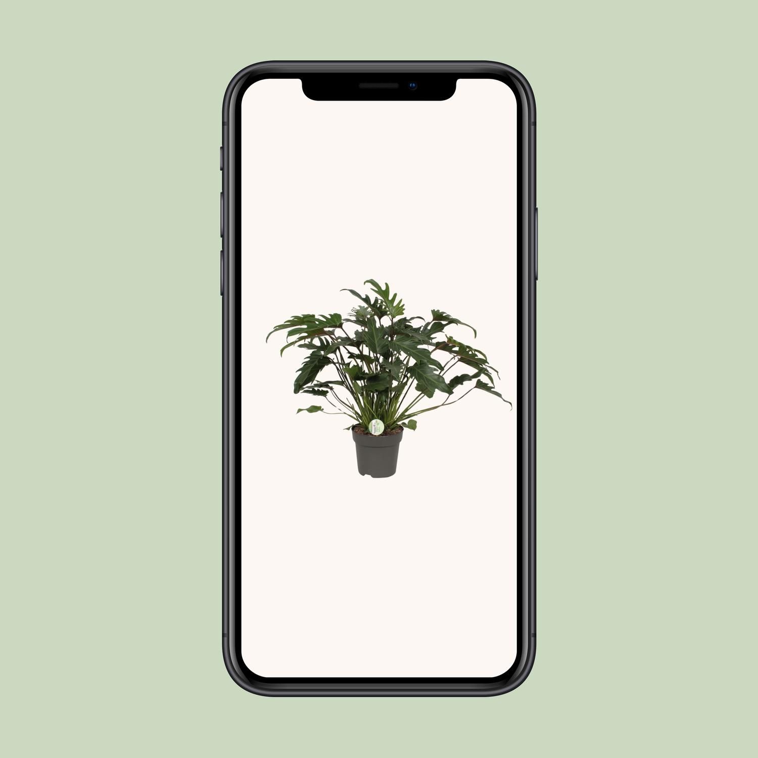 Philodendron Xanadu (9995)