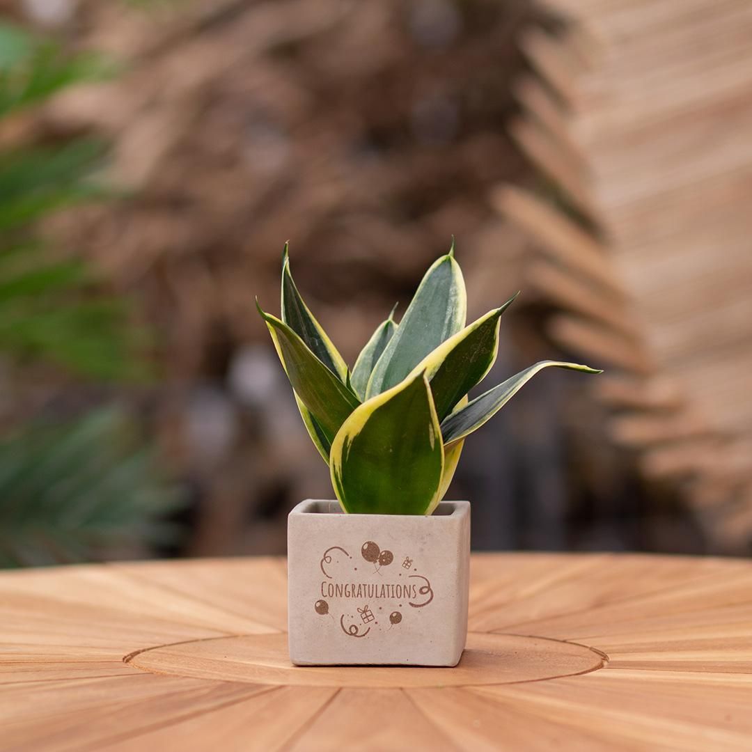 Congreet plantpots + Sansevieria | Congratulations (8721225131493)