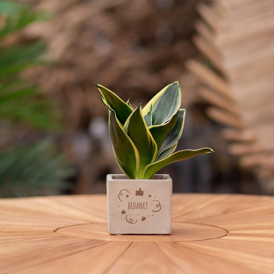 Congreet plantpots + Sansevieria | Bedankt (8721225131325)