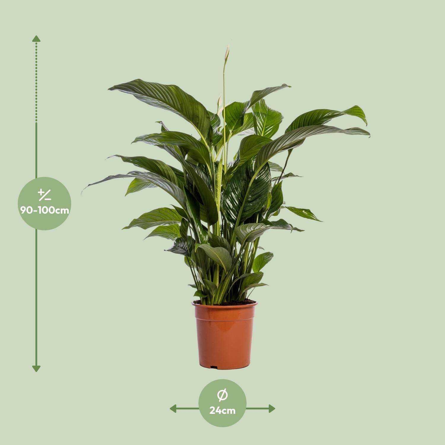Spathiphyllum Bellini (12236)