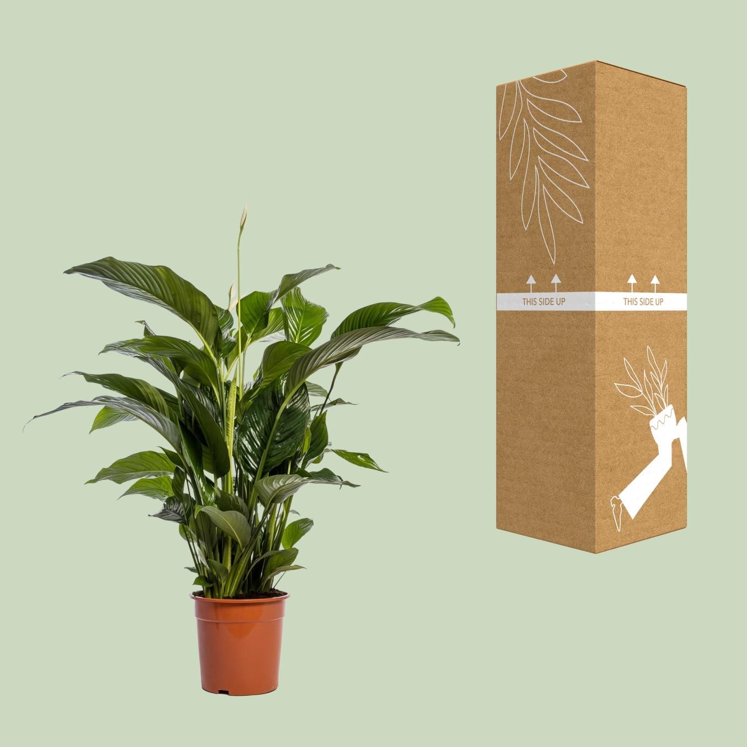 Spathiphyllum Bellini (12236)