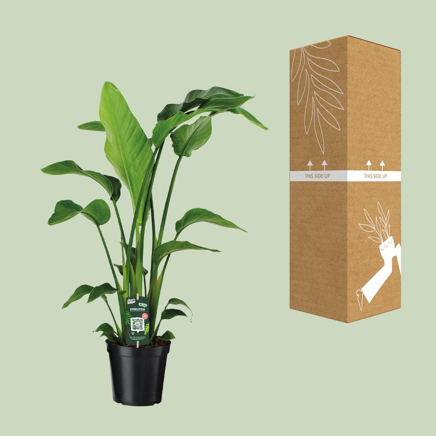 Strelitzia Nicolai (12346)