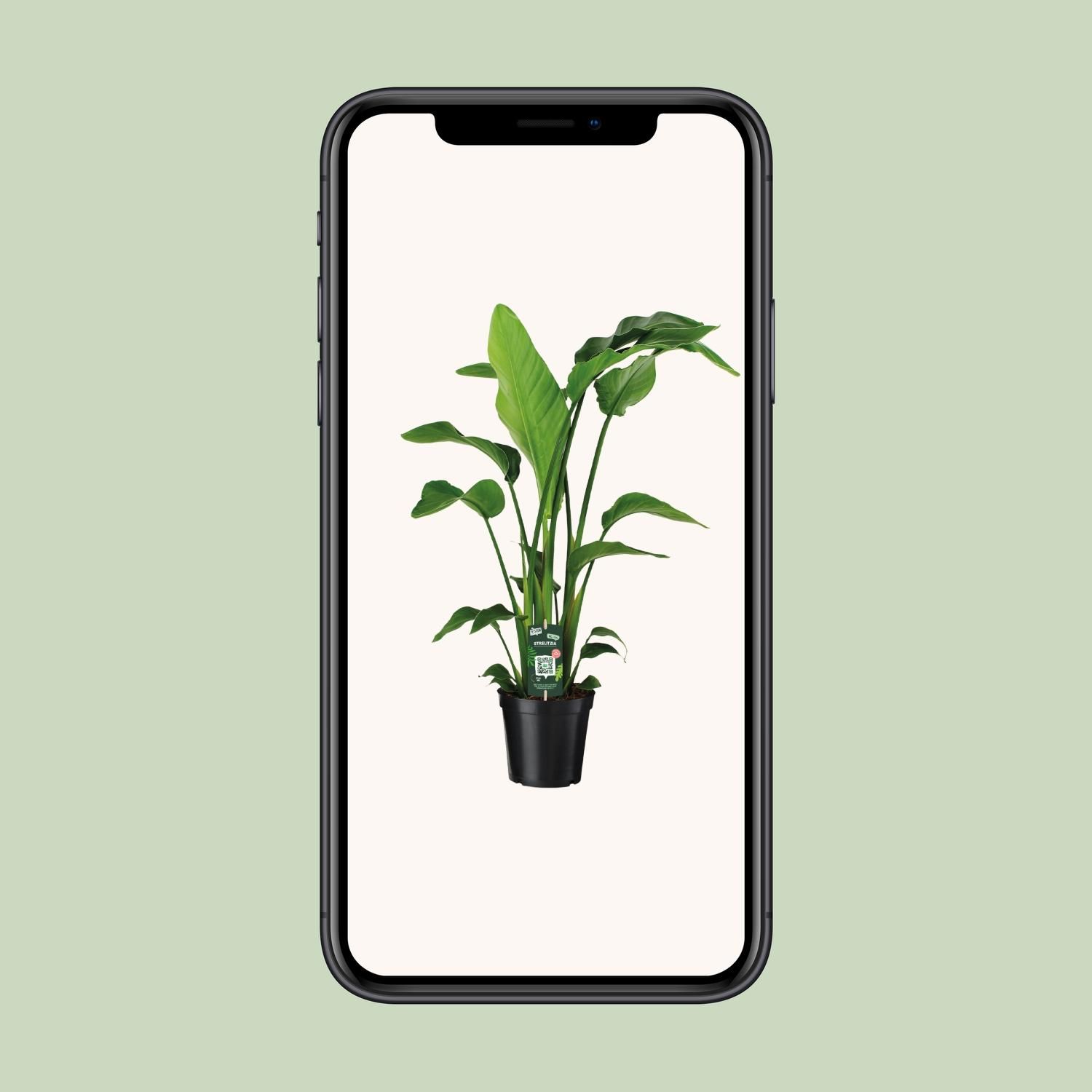 Strelitzia Nicolai (12346)