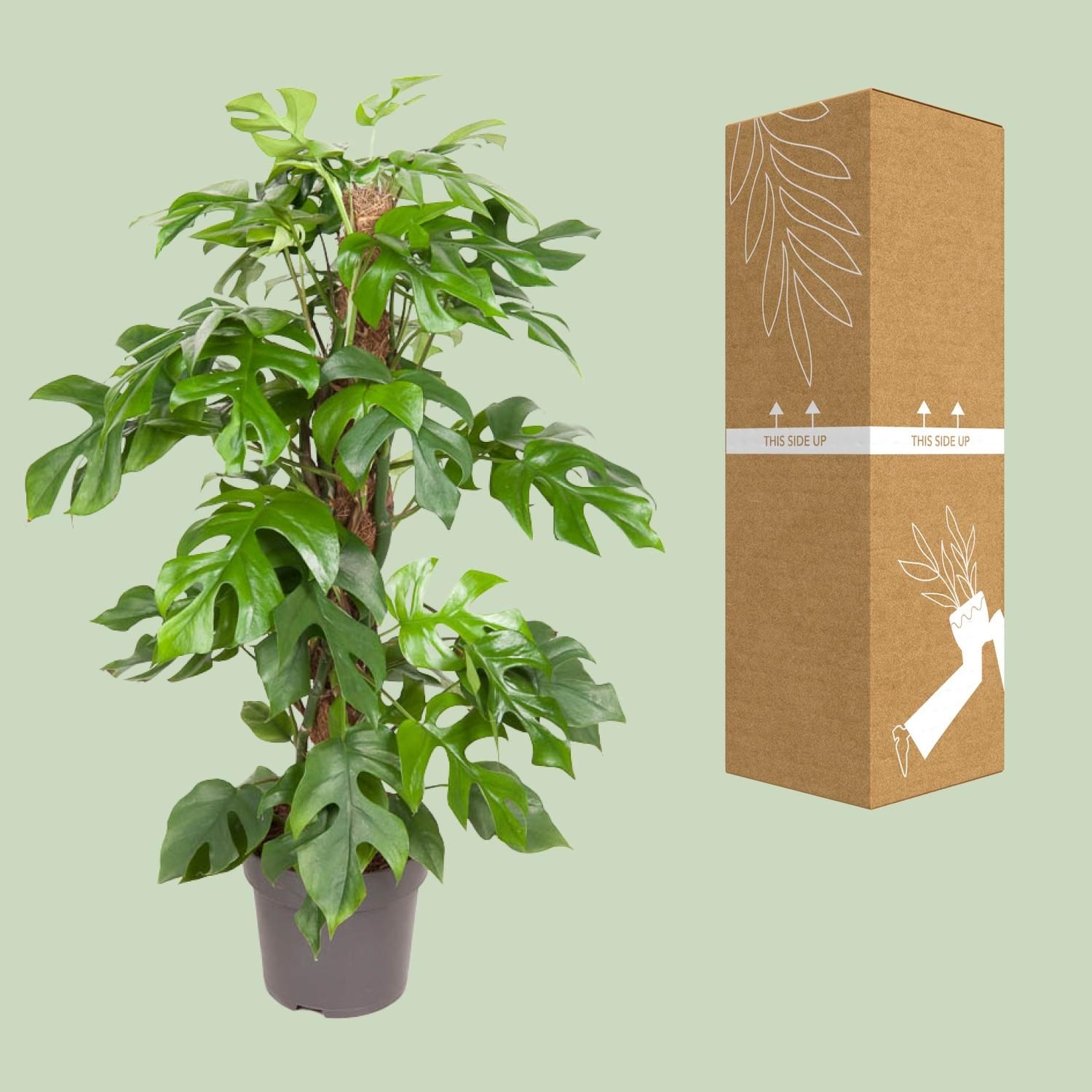 Monstera Minima (12159)
