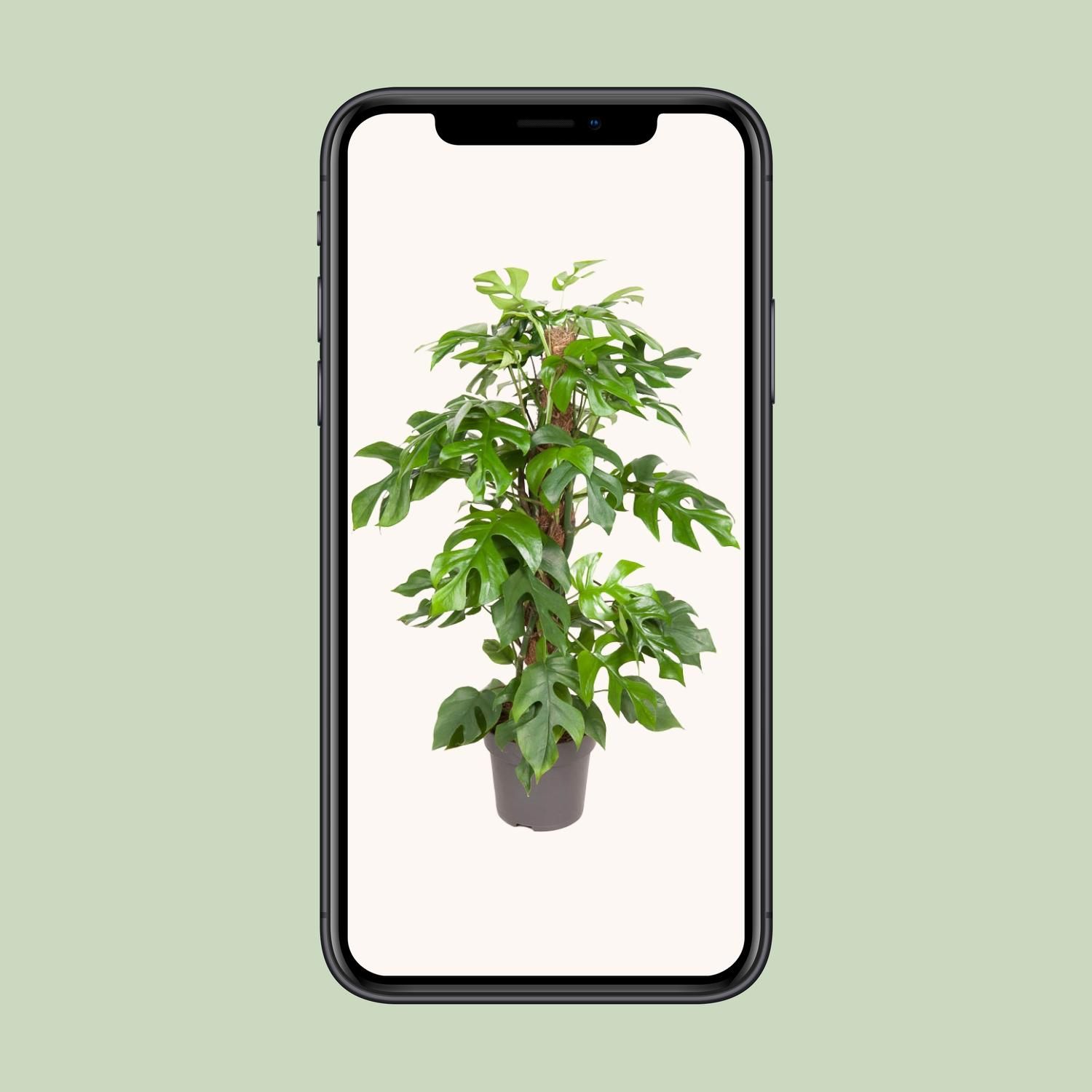 Monstera Minima (12159)