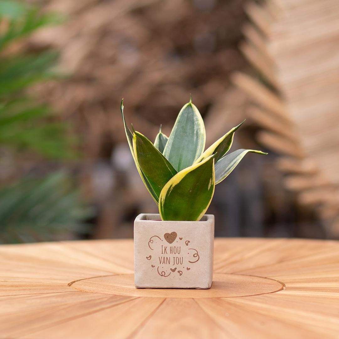 Congreet plantpots + Sansevieria | Ik hou van jou (8721225131318)