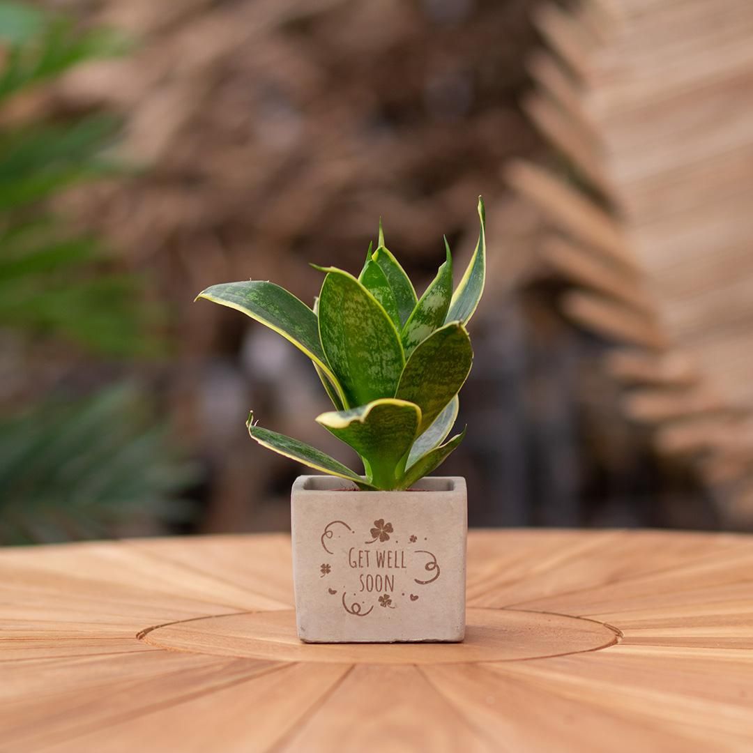 Congreet plantpots + Sansevieria | Get well soon (8721225131486)