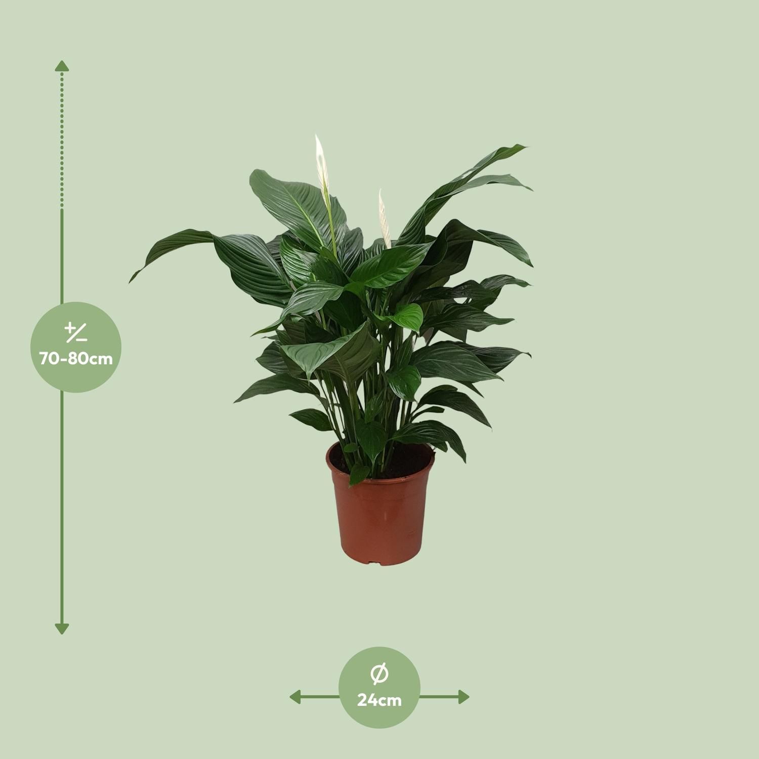 Spathiphyllum Sweet Silvana (12240)
