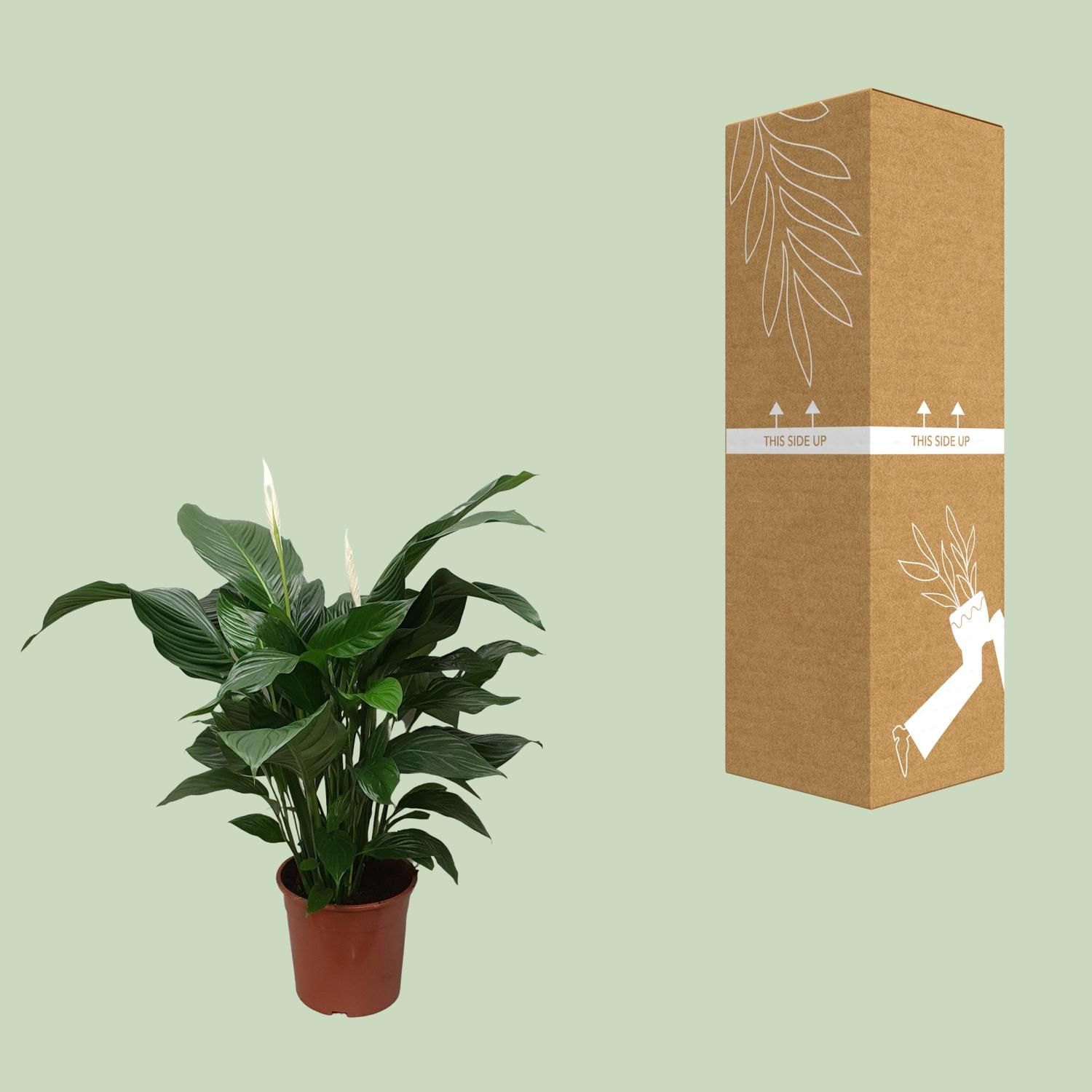 Spathiphyllum Sweet Silvana (12240)