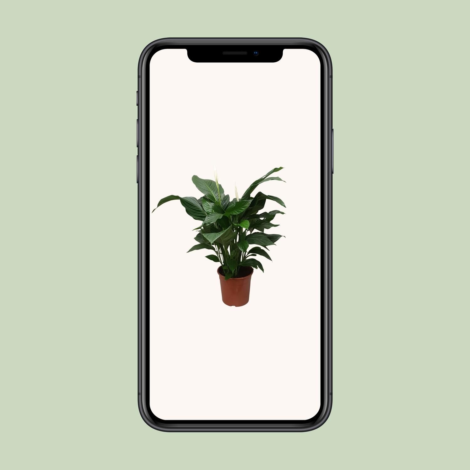 Spathiphyllum Sweet Silvana (12240)