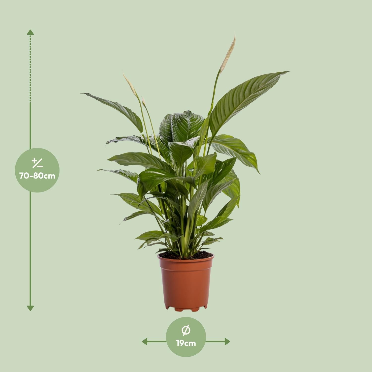Spathiphyllum Bingo Cupido (12238)